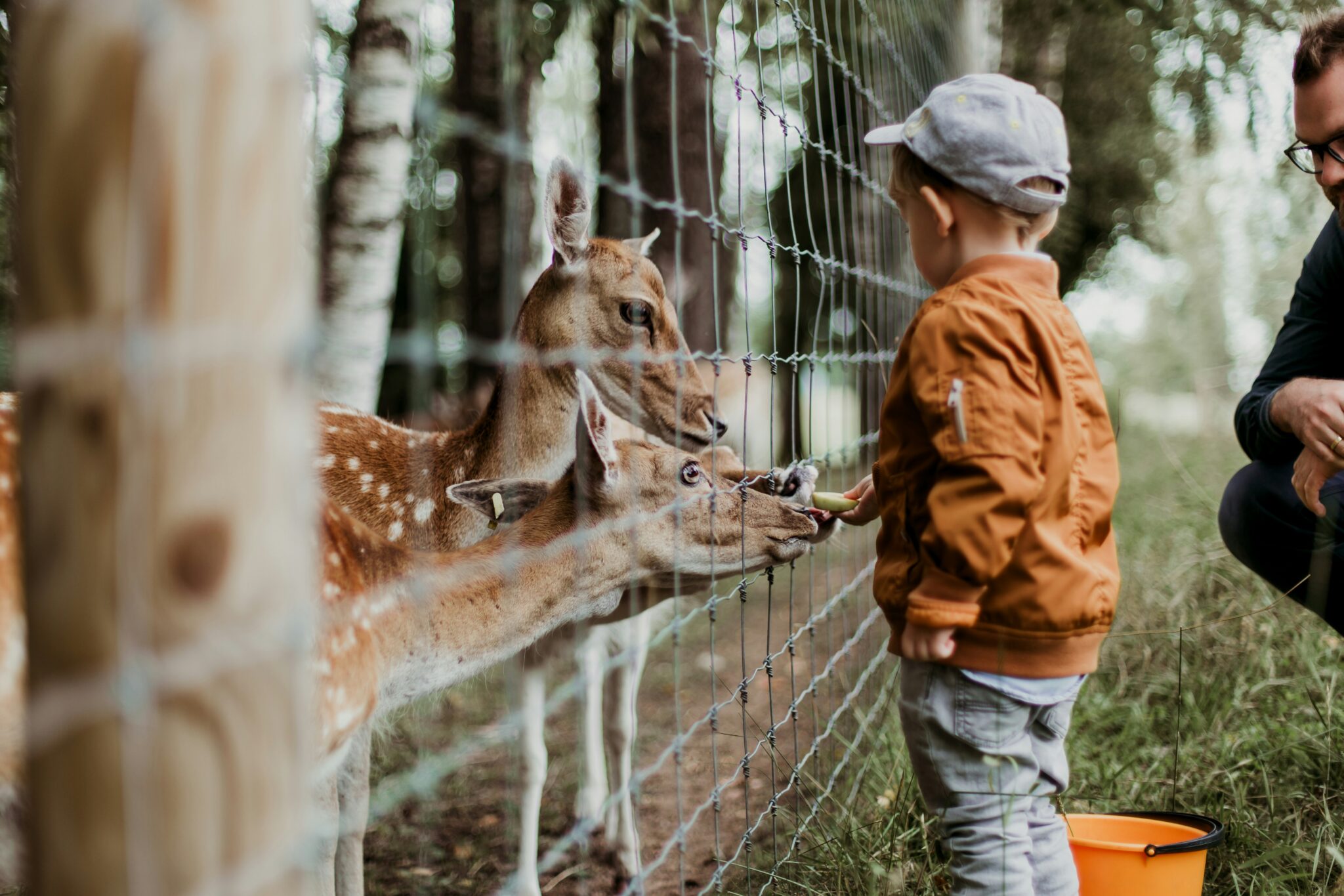 Wat je ziet in een dierenpark op een pedagogische studiedag